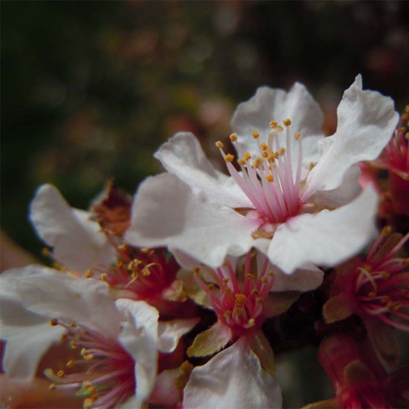 Prunus tomentosa - Ciliegio di Nanchino (Fioritura)