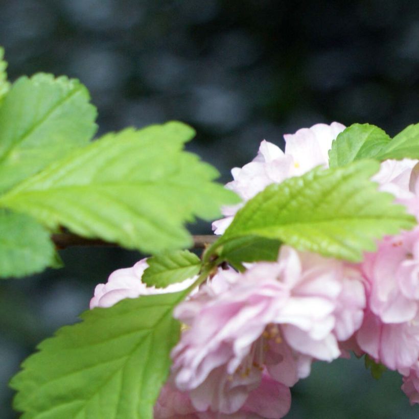 Prunus triloba - Mandorlo da fiore (Fogliame)