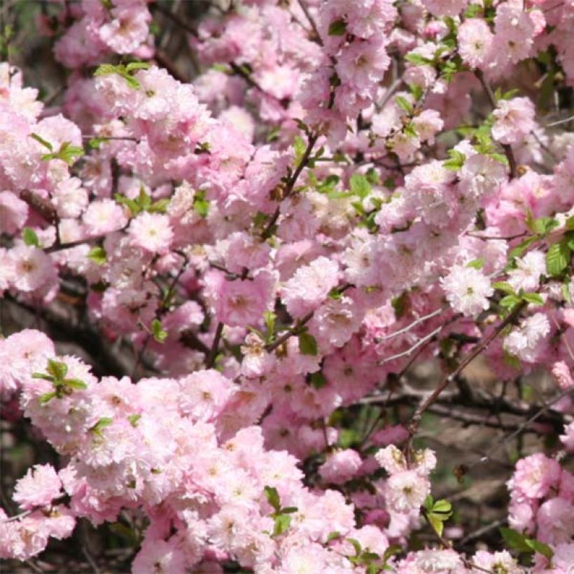 Prunus triloba - Mandorlo da fiore (Fioritura)