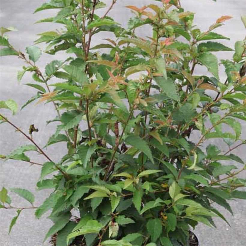 Prunus subhirtella Fukubana - Ciliegio da fiore (Fogliame)