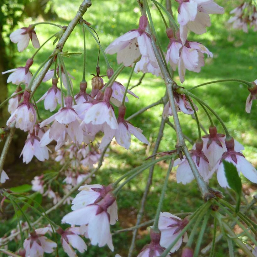 Prunus subhirtella Pendula Rubra - Ciliegio da fiore (Fioritura)