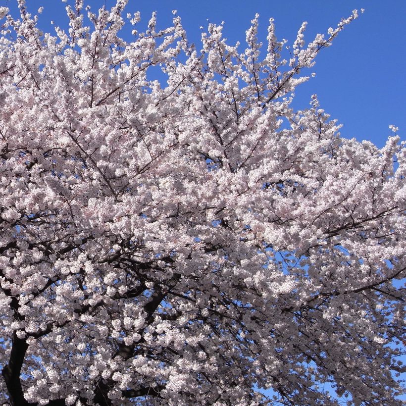 Prunus yedoensis - Ciliegio da fiore (Fioritura)