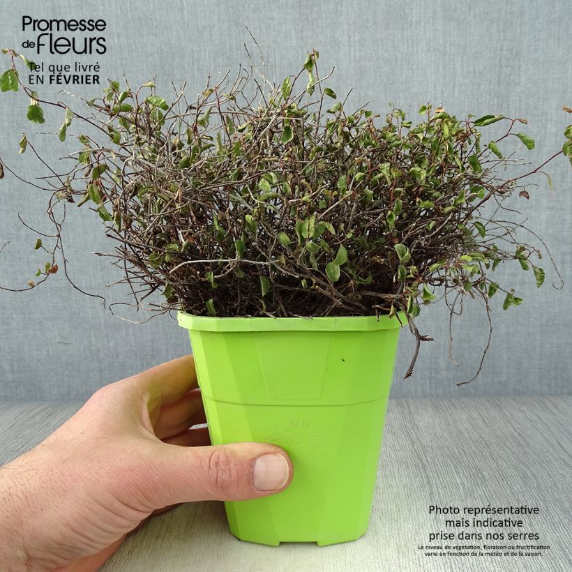 Pseudanthus tasmanicus Radiance - Pot de 1.5L/2L esemplare consegnato in inverno