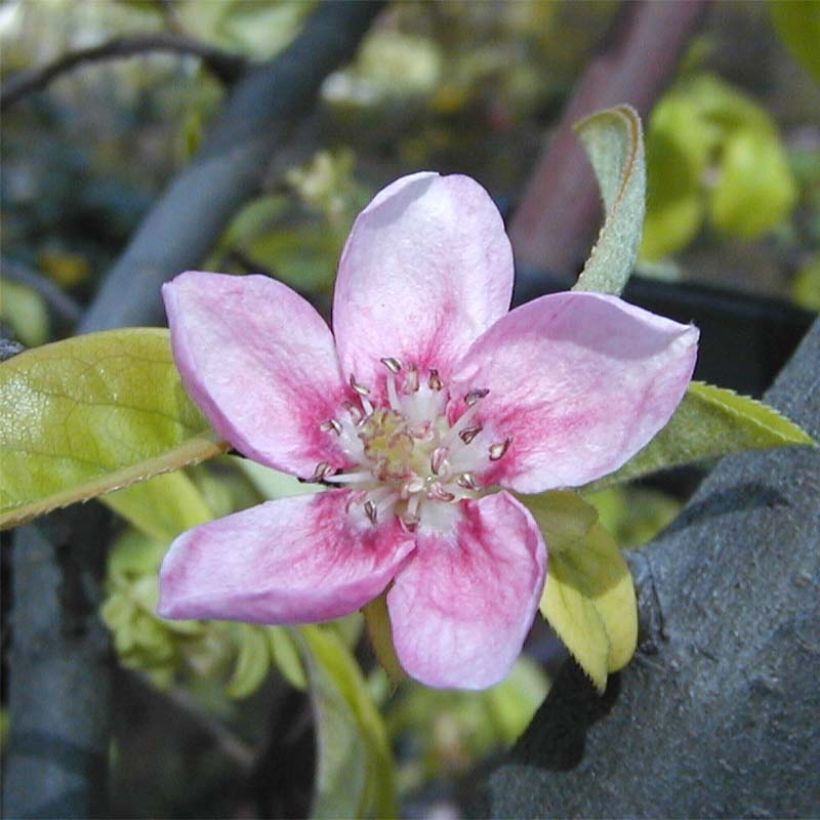 Pseudocydonia sinensis - Cotogno cinese (Fioritura)