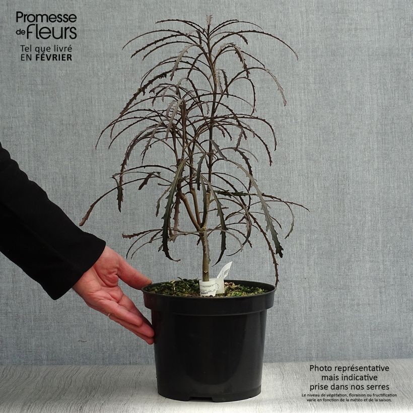 Pseudopanax Bronze Eagle Pot de 3L/4L esemplare consegnato in inverno