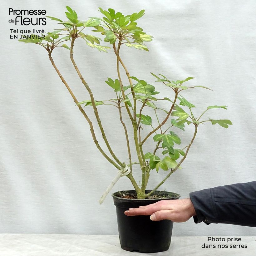 Pseudopanax Gecko Gold - Houpara Pot de 3L/4L esemplare consegnato in inverno