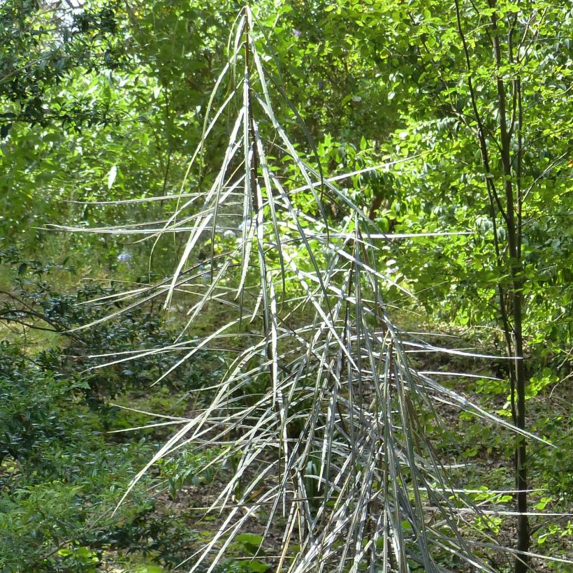 Pseudopanax crassifolium (Fogliame)