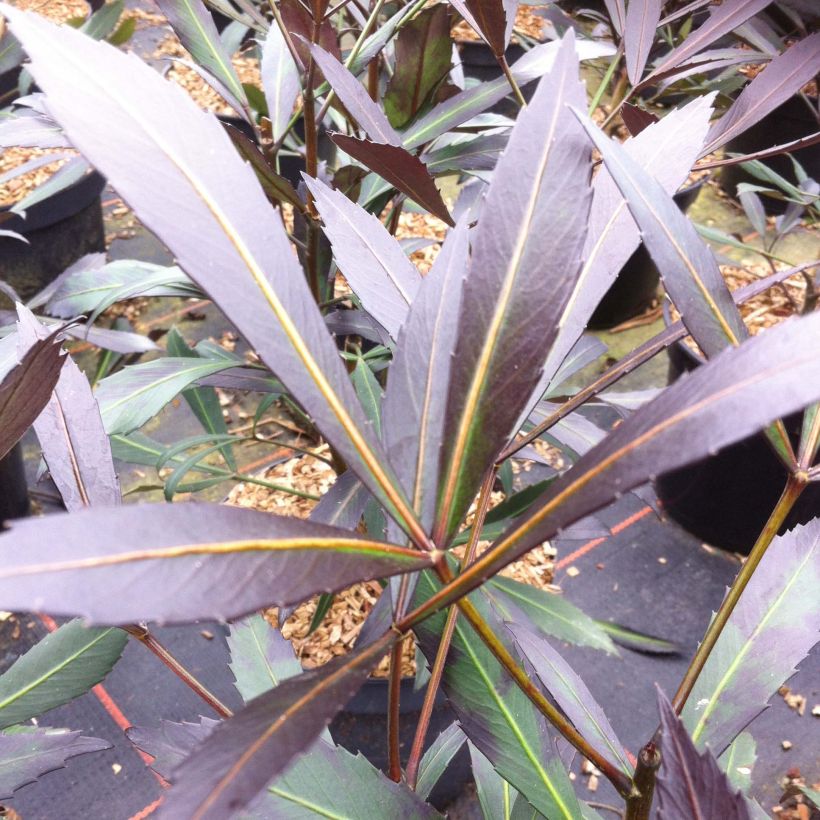 Pseudopanax Dark Star (Fogliame)