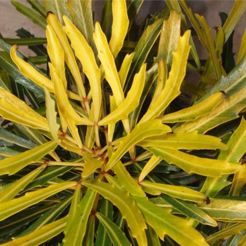 Pseudopanax Goldfinger (Fogliame)