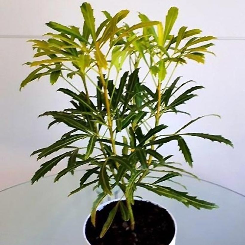 Pseudopanax Goldfinger (Porto)