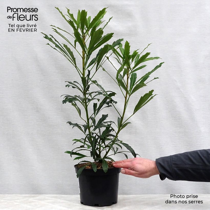 Pseudopanax lessonii Goldfinger Pot de 3L/4L esemplare consegnato in inverno