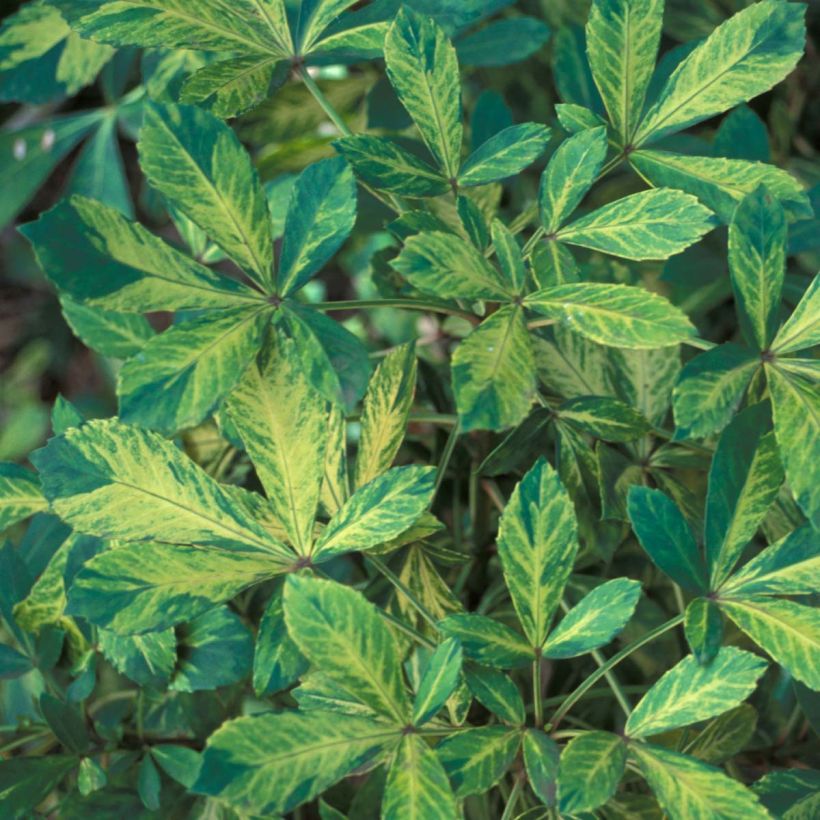 Pseudopanax Goldsplash (Fogliame)