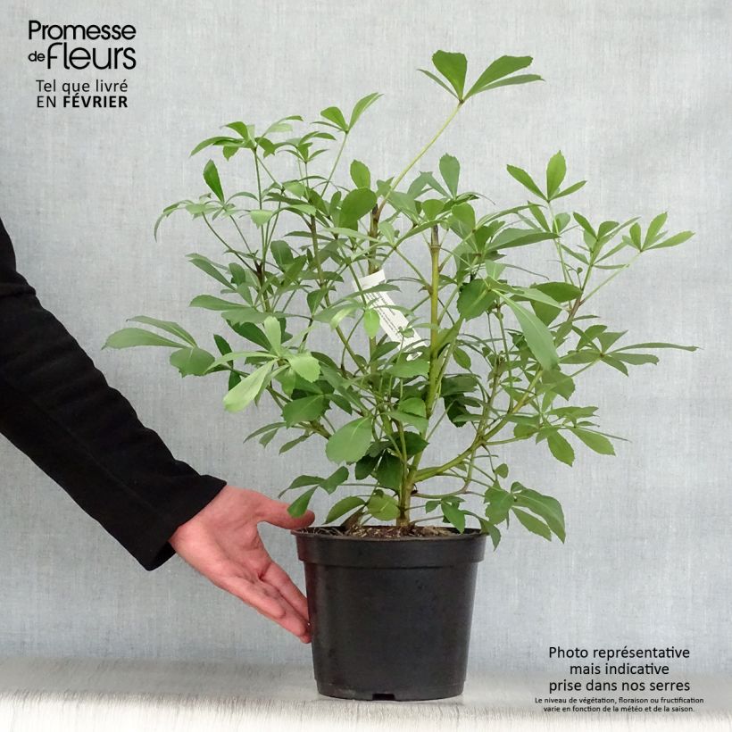 Pseudopanax lessonii Goldsplash Pot de 3L/4L esemplare consegnato in inverno