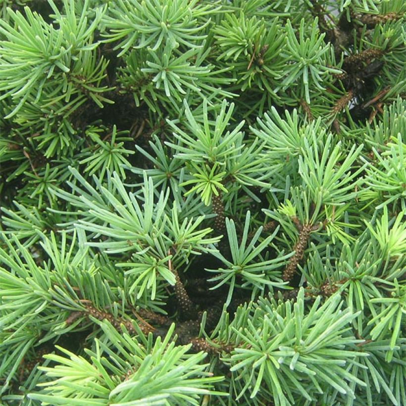 Pseudotsuga menziesii Bhiela Lhota - Abete di Douglas (Fogliame)