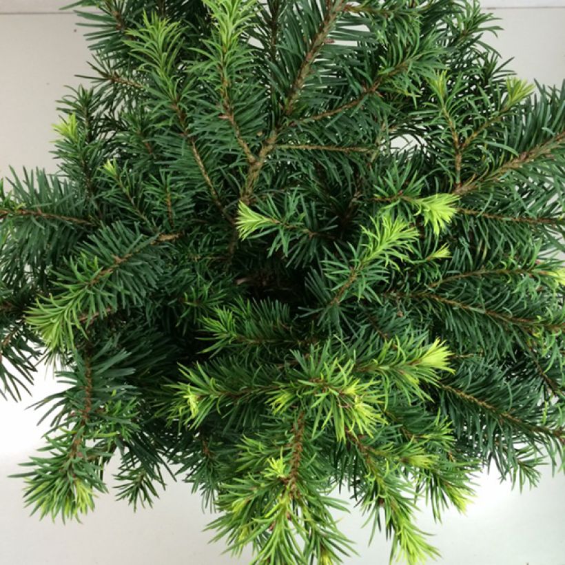 Pseudotsuga menziesii Fletcheri - Abete di Douglas (Fogliame)