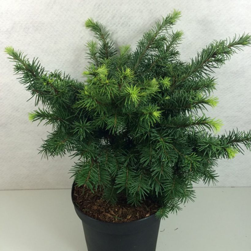 Pseudotsuga menziesii Fletcheri - Abete di Douglas (Porto)