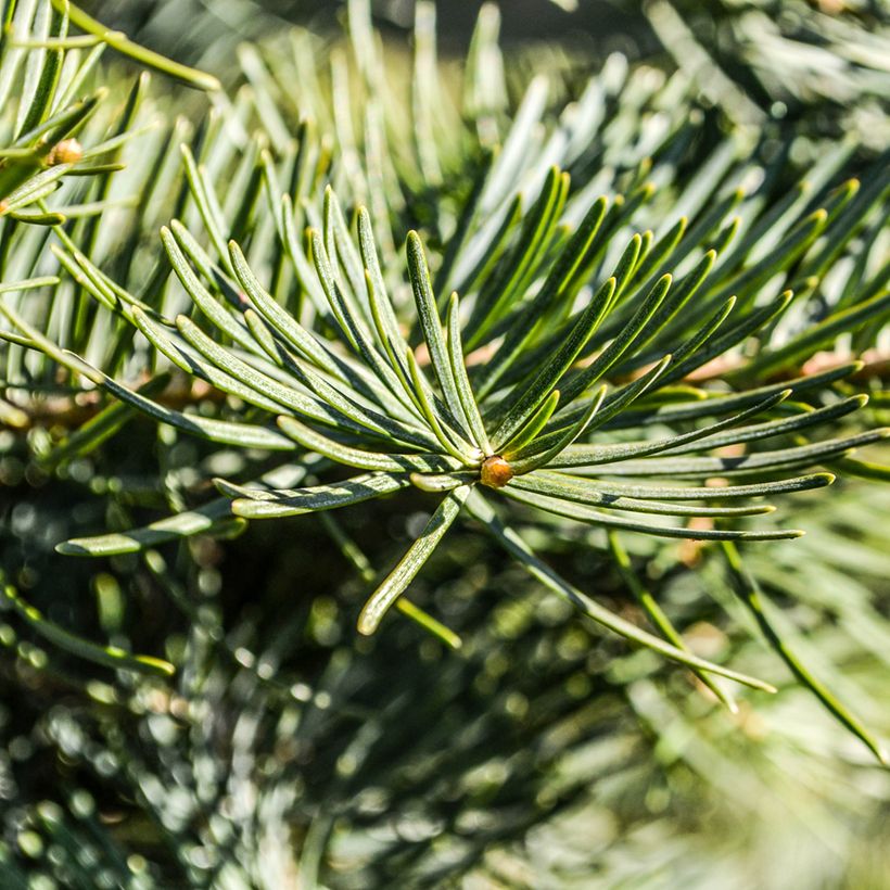 Pseudotsuga menziesii - Abete di Douglas (Fogliame)