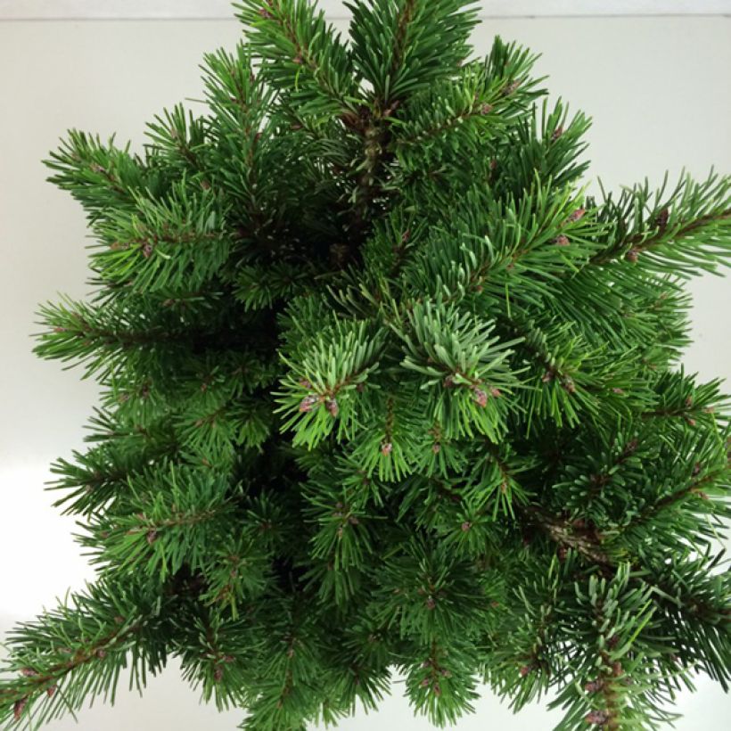 Pseudotsuga menziesii Pannenhoef - Abete di Douglas (Fogliame)