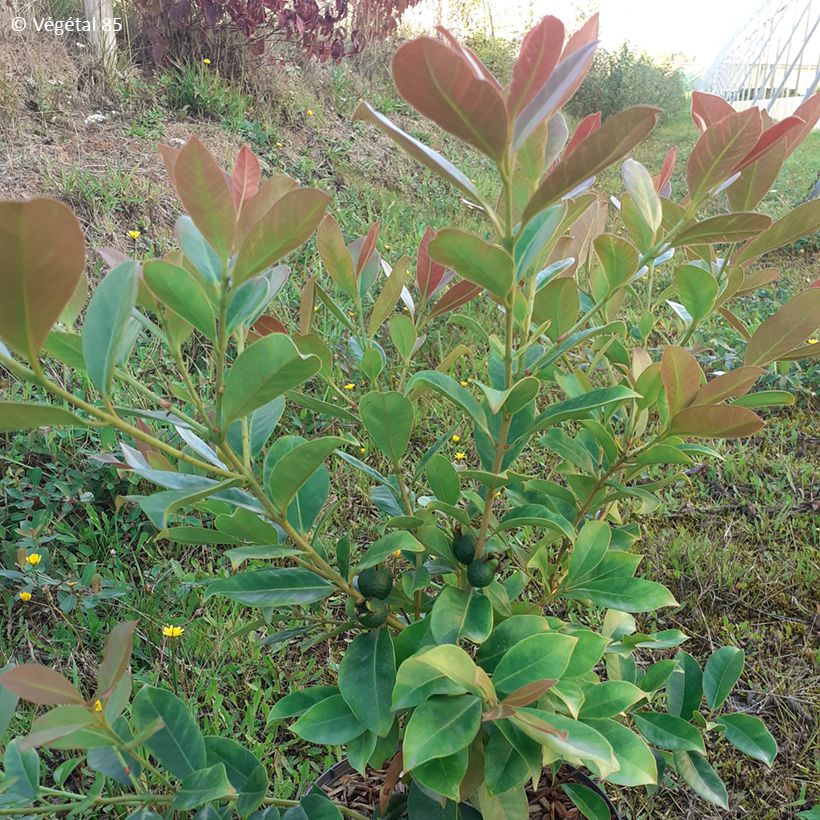 Guaiava - Psidium cattleianum lucidum (Fogliame)