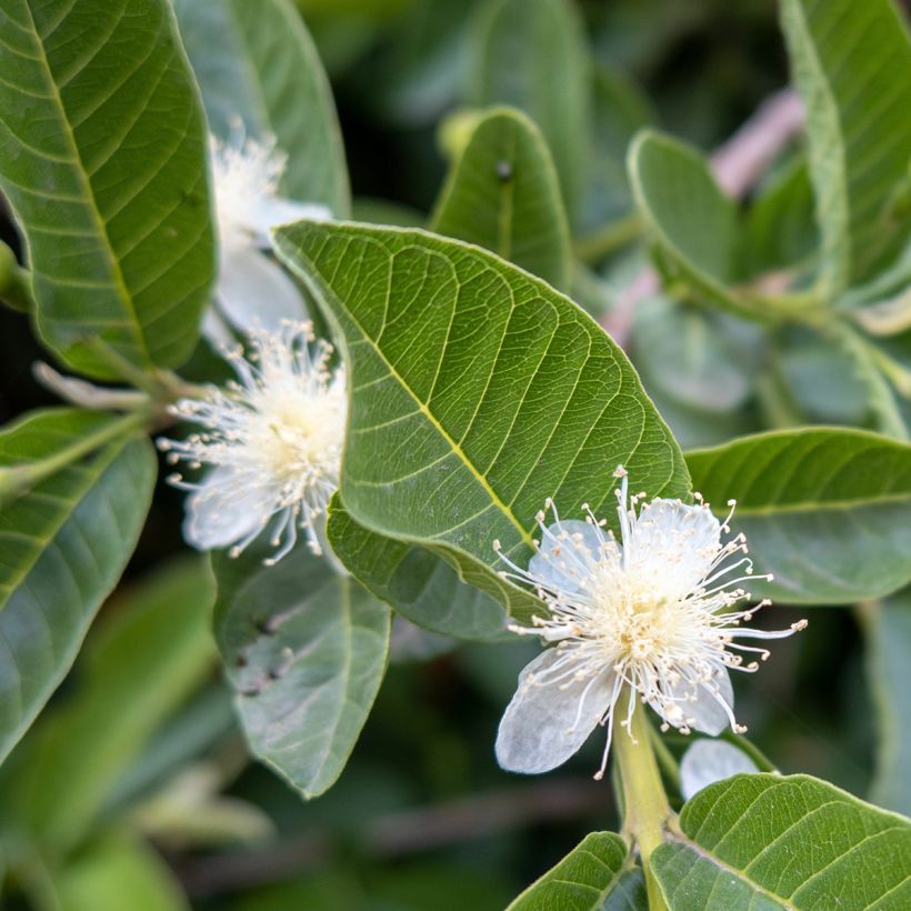 Guaiava Limon - Psidium guajava (Fioritura)