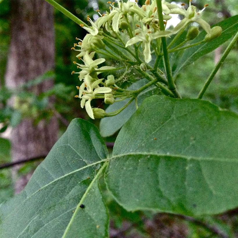 Ptelea trifoliata - Olmo di Samaria (Fogliame)