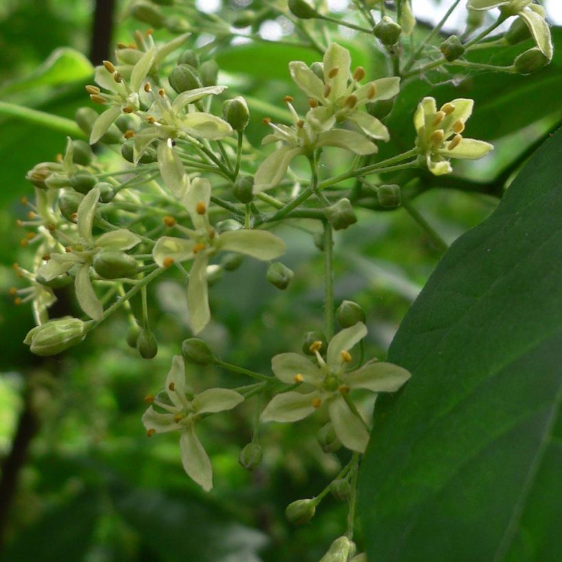 Ptelea trifoliata - Olmo di Samaria (Fioritura)