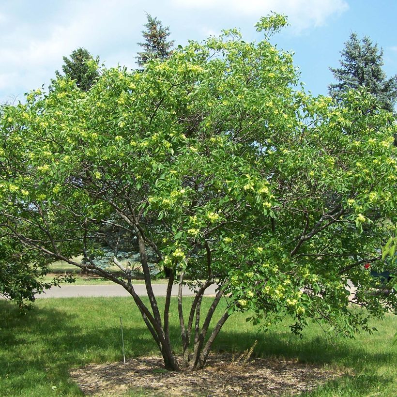 Ptelea trifoliata - Olmo di Samaria (Porto)