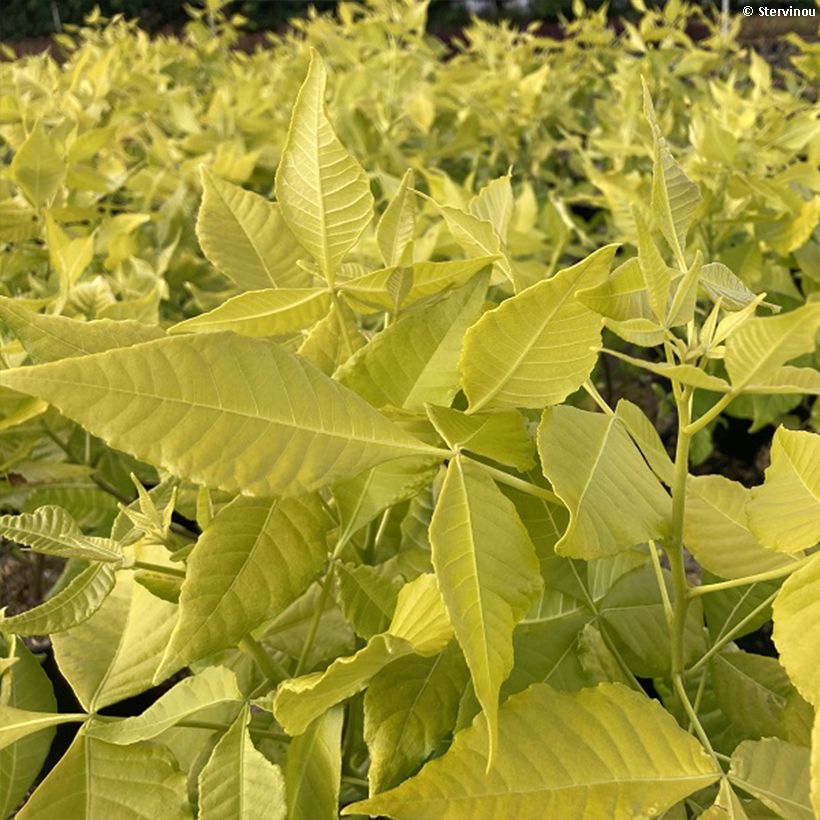 Ptelea trifoliata Aurea - Olmo di Samaria dorato (Fogliame)