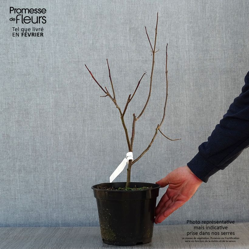 Ptelea trifoliata Aurea - Orme de Samarie doré Pot de 4L esemplare consegnato in inverno