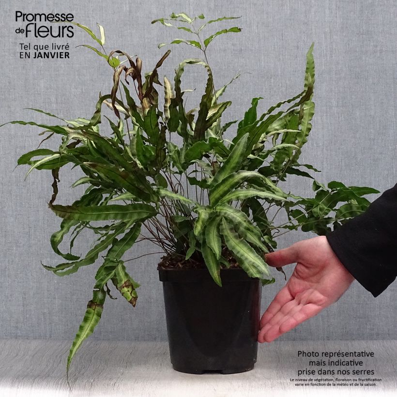 Pteris nipponica - Fougère Pot de 3L/4L esemplare consegnato in inverno