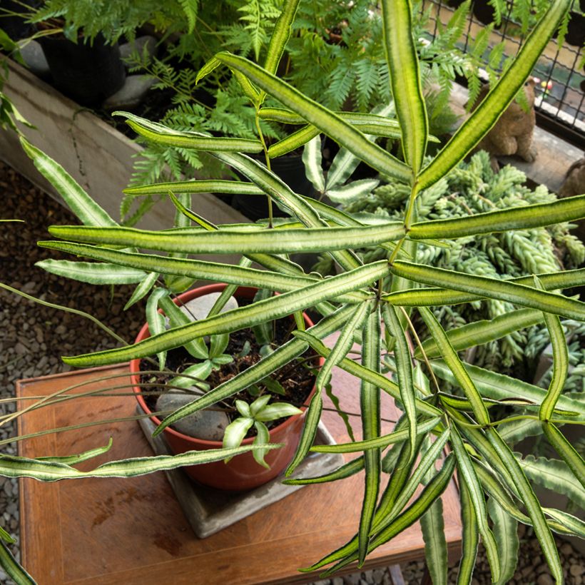 Pteris nipponica (Porto)