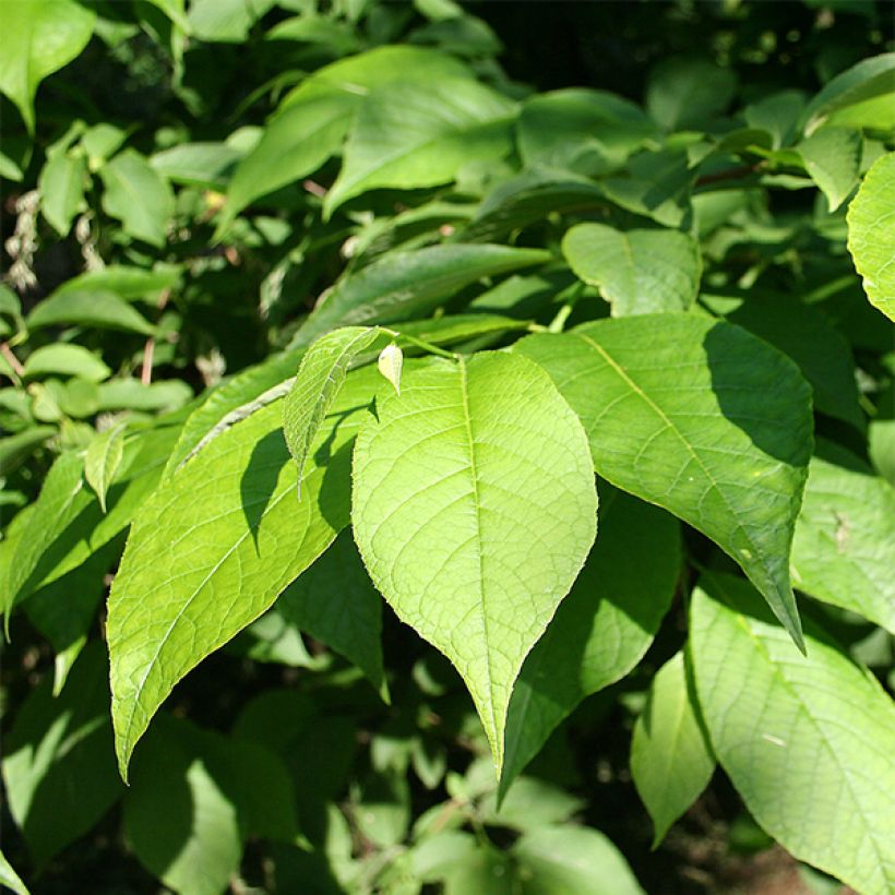 Pterostyrax hispida (Fogliame)