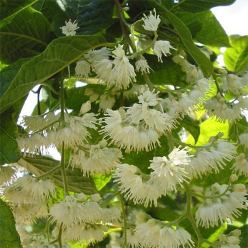 Pterostyrax hispida (Fioritura)