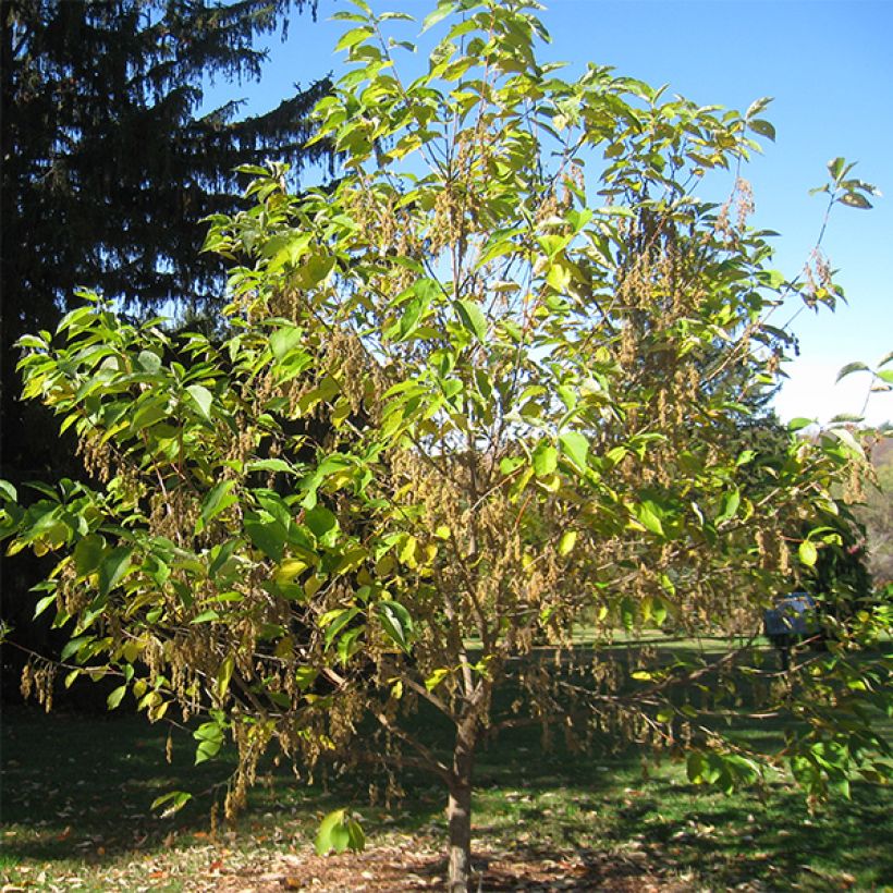 Pterostyrax hispida (Porto)