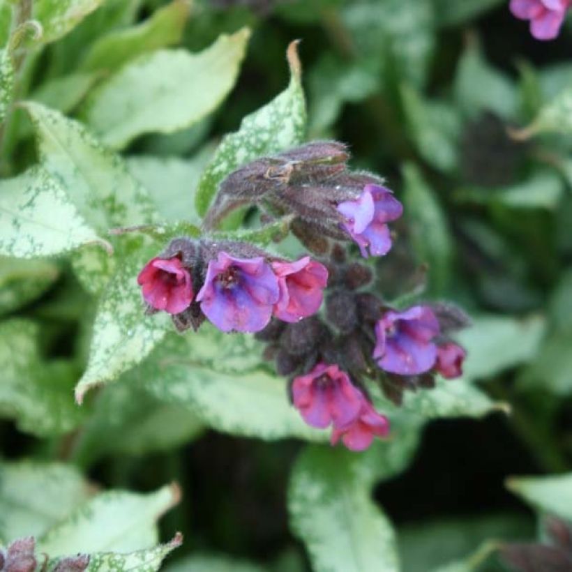 Pulmonaria Majesté (Fioritura)