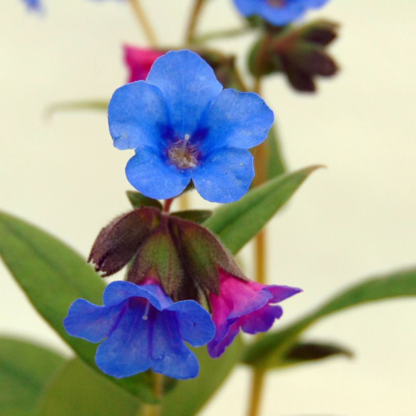 Pulmonaria Blue Ensign (Fioritura)