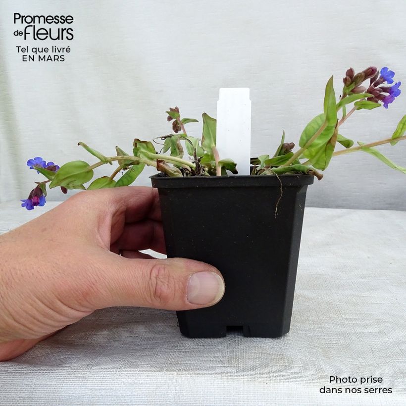 Pulmonaire hybride - Pulmonaria Blue Ensign en godet de 8/9 cm esemplare consegnato in inverno