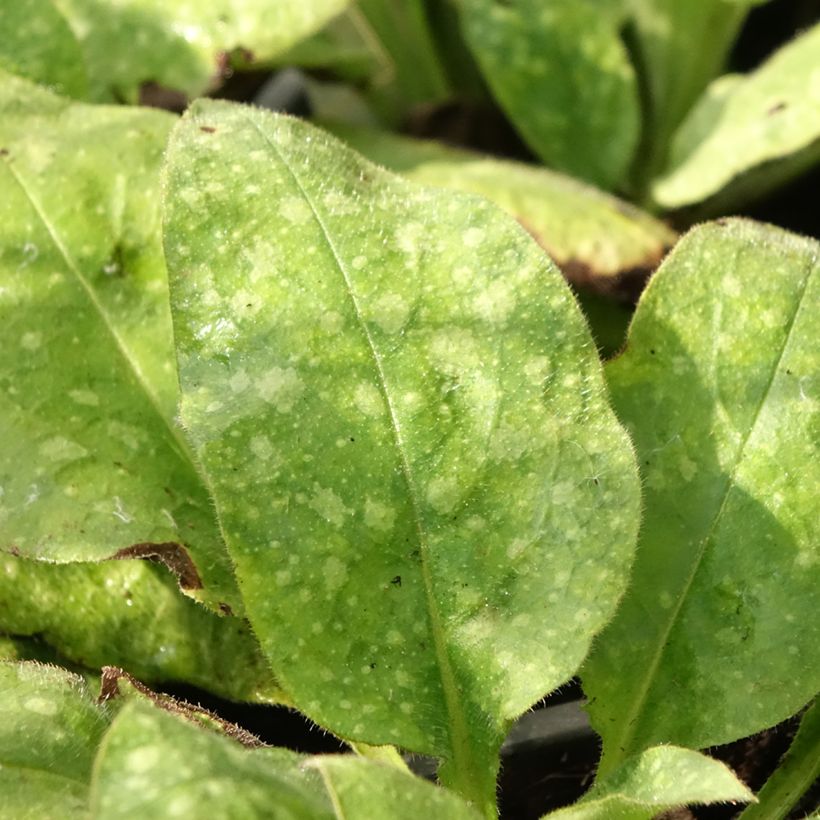 Pulmonaria Diane Clare (Fogliame)