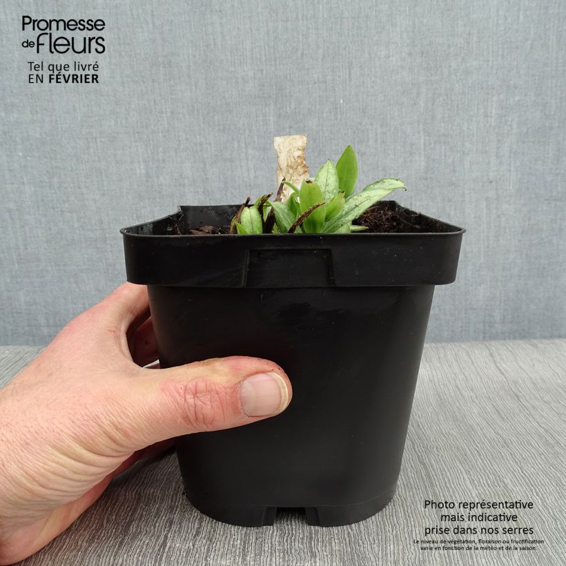 Pulmonaire hybride - Pulmonaria Majesté en pot de 2 litres esemplare consegnato in inverno