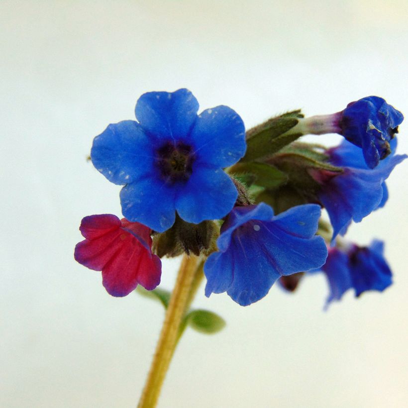 Pulmonaria Margery Fish (Fioritura)