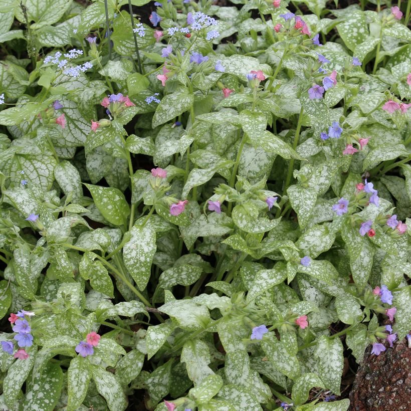 Pulmonaria Raspberry Splash (Fogliame)