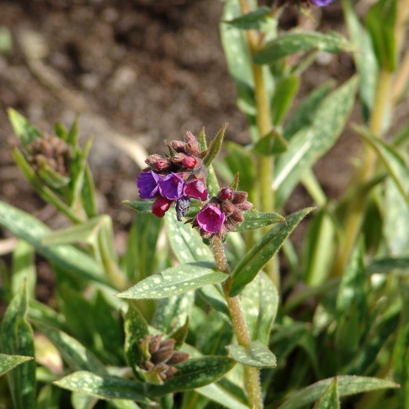 Pulmonaria Raspberry Splash (Fioritura)