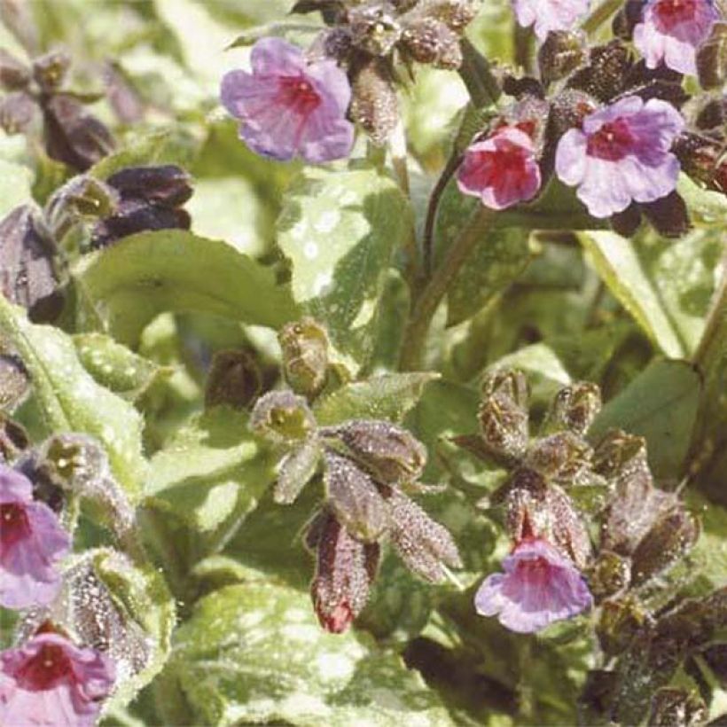 Pulmonaria Apple Frost (Fioritura)