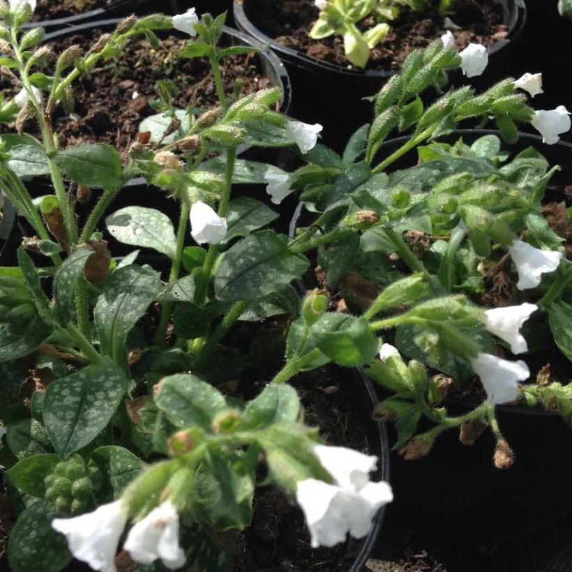 Pulmonaria Ice Ballet (Fioritura)