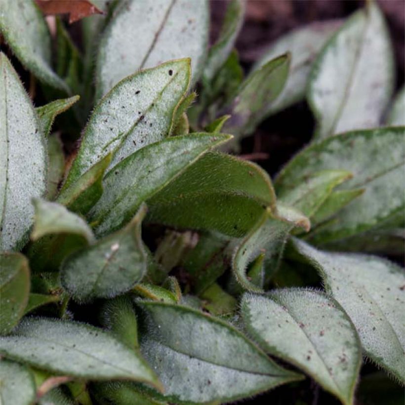 Pulmonaria Samourai (Fogliame)