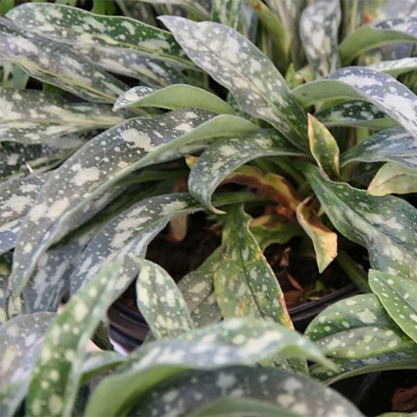 Pulmonaria longifolia E.B Anderson (Fogliame)