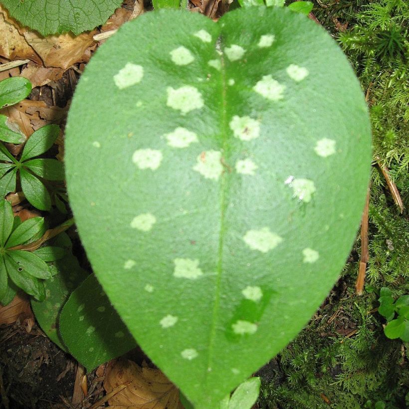 Pulmonaria officinalis - Polmonaria maggiore (Fogliame)