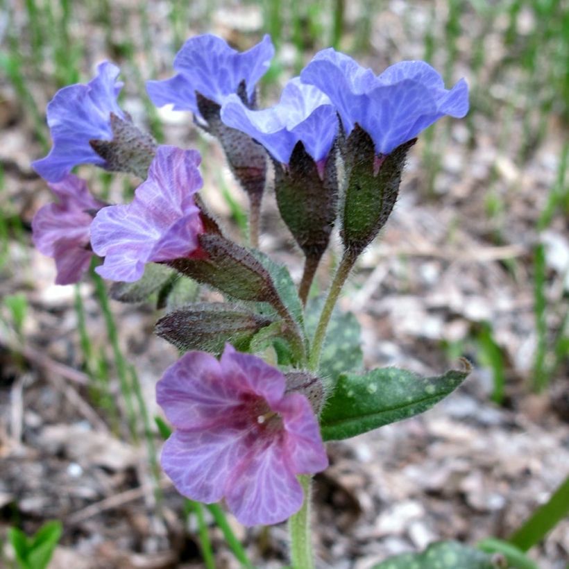 Pulmonaria officinalis - Polmonaria maggiore (Fioritura)