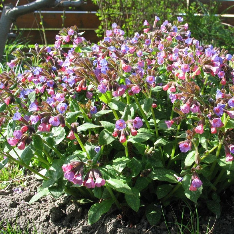 Pulmonaria officinalis - Polmonaria maggiore (Porto)