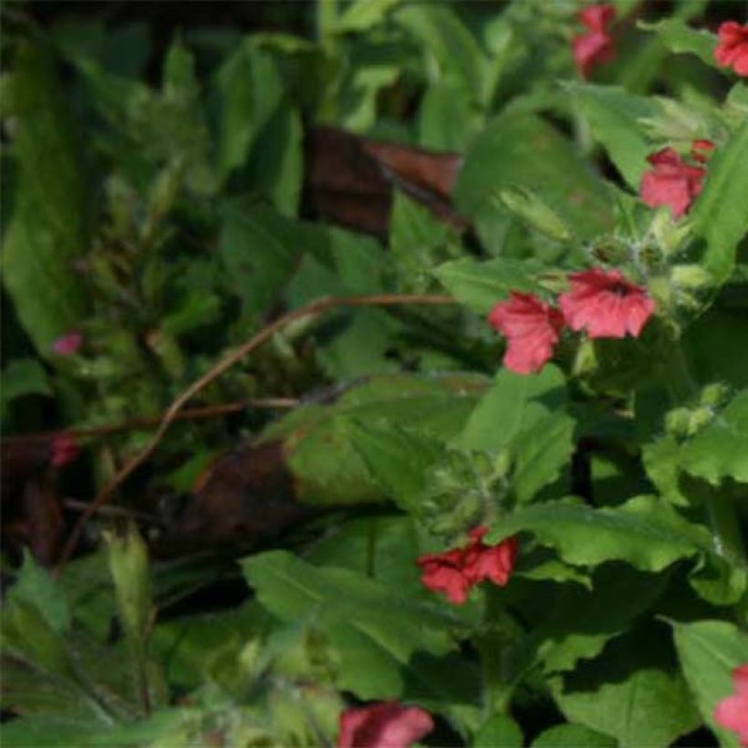 Pulmonaria rubra - Polmonaria rossa (Fogliame)